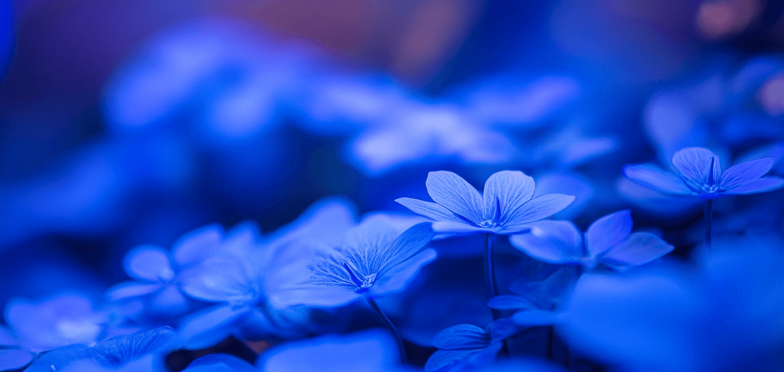 Blue: The Color of Calm, Power, and... Smurfs?