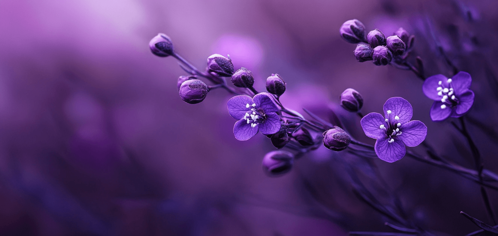 Purple: The Color of Mystery, Power, and... Grapes?